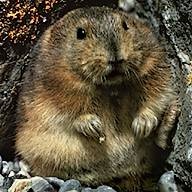 Le Lemming réel